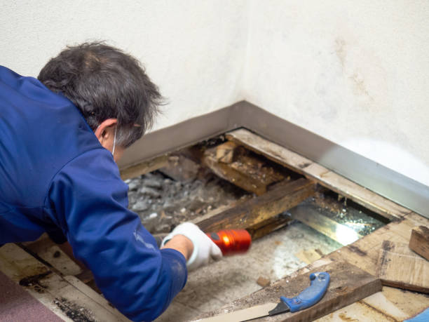 Best Crawl Space Mold Remediation in Elizabethton, TN