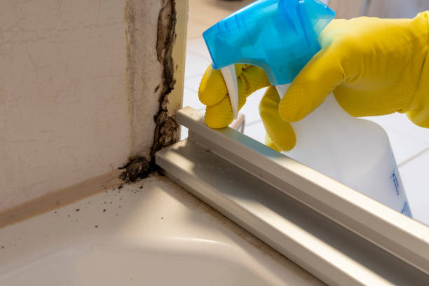 Best Post-Flood Mold Remediation in Elizabethton, TN