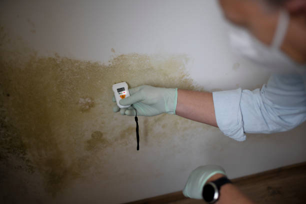 Best White Mold Remediation in Elizabethton, TN