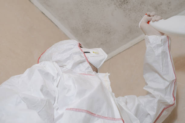 Best DIY Mold Remediation Support Services in Elizabethton, TN