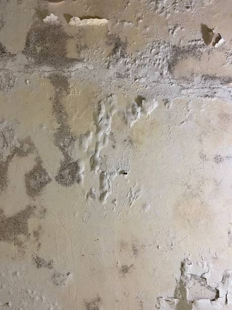 Best Basement Mold Remediation in Elizabethton, TN