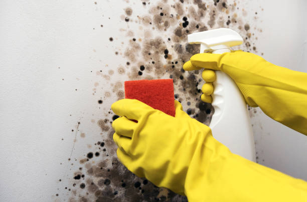 Best Residential Mold Remediation in Elizabethton, TN